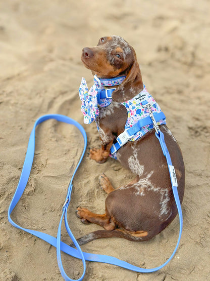 Santorini Seagulls Adventure Paws Harness