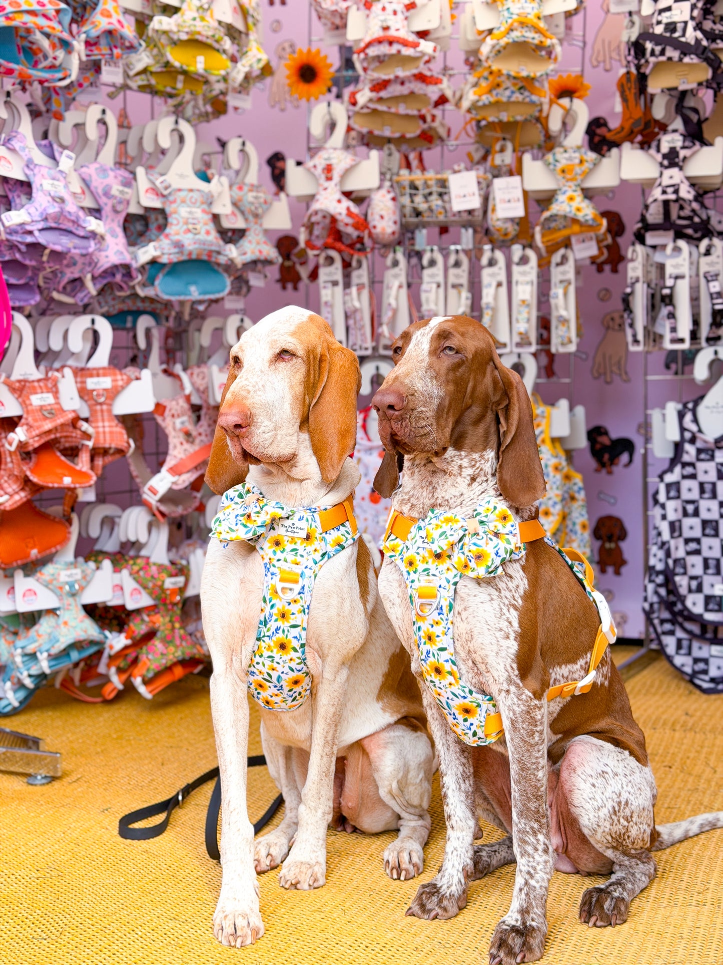 Sunny Sunflowers Adventure Paws Harness