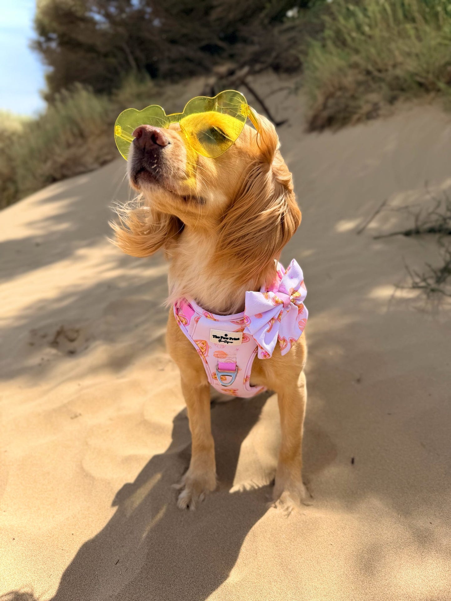 Miami Palms Adventure Paws Harness