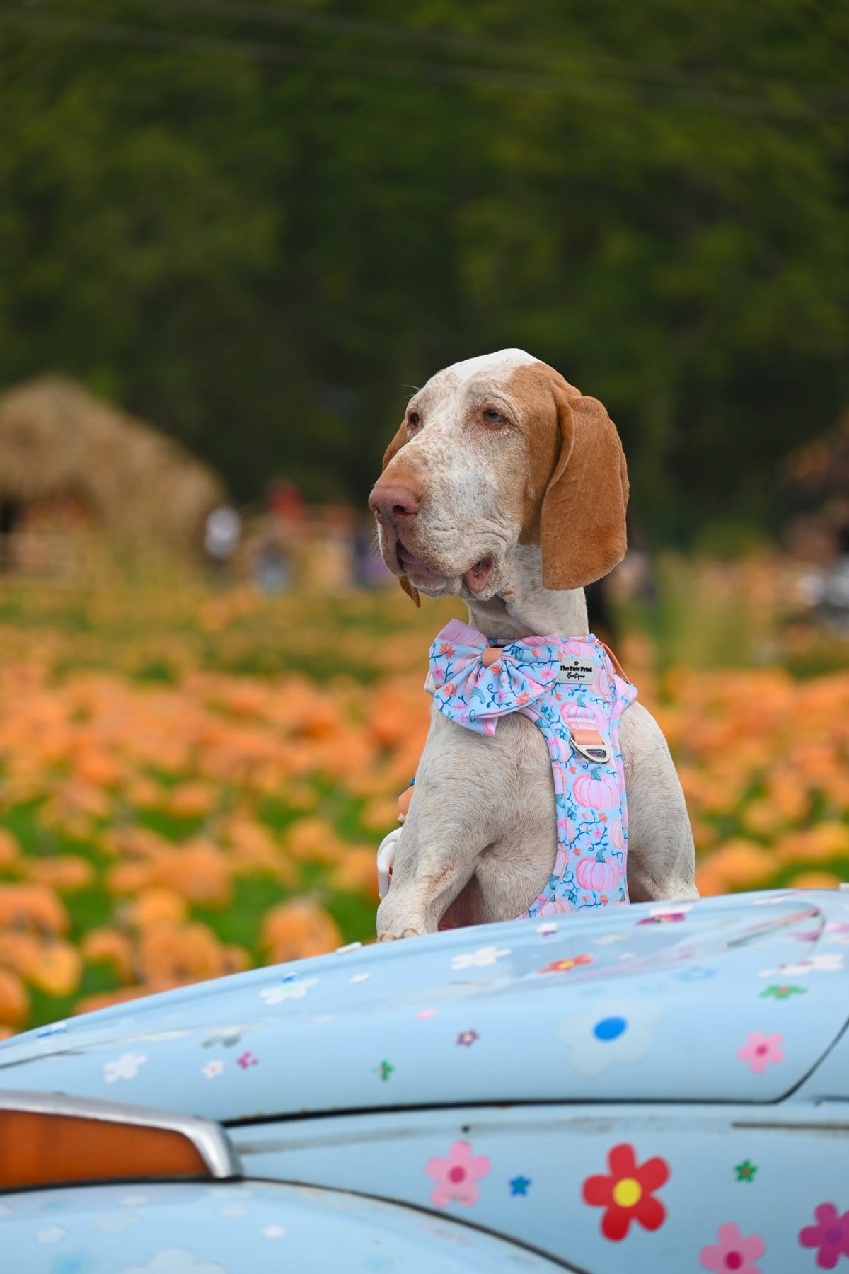 Pablo’s Pumpkins Adventure Paws Harness