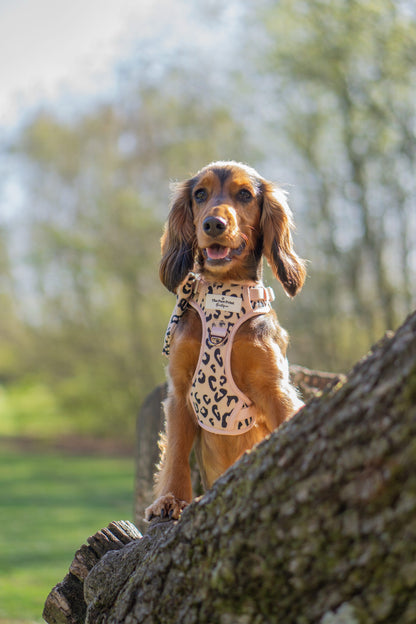 The Luxe Leopard (Beige) Adventure Paws Harness