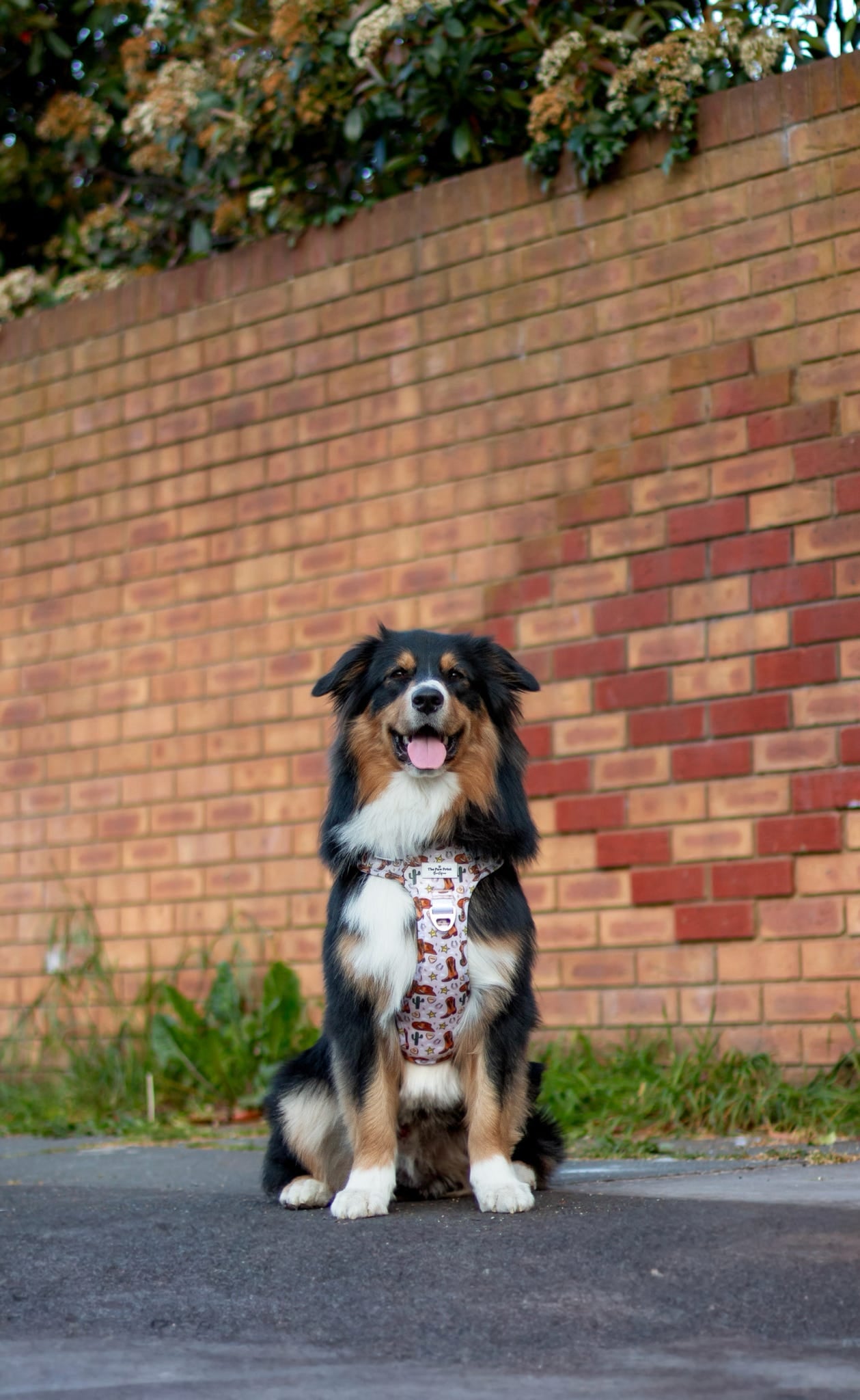 Howdy Pawtner Adventure Paws Harness