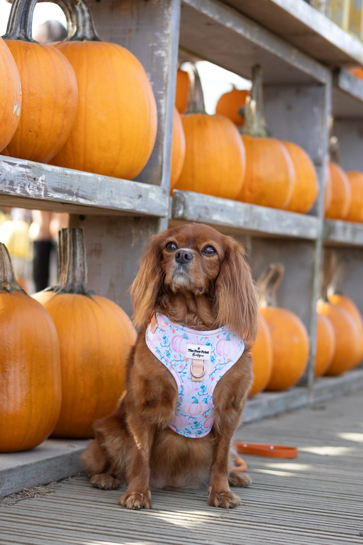 Pablo’s Pumpkins Adjustable Harness