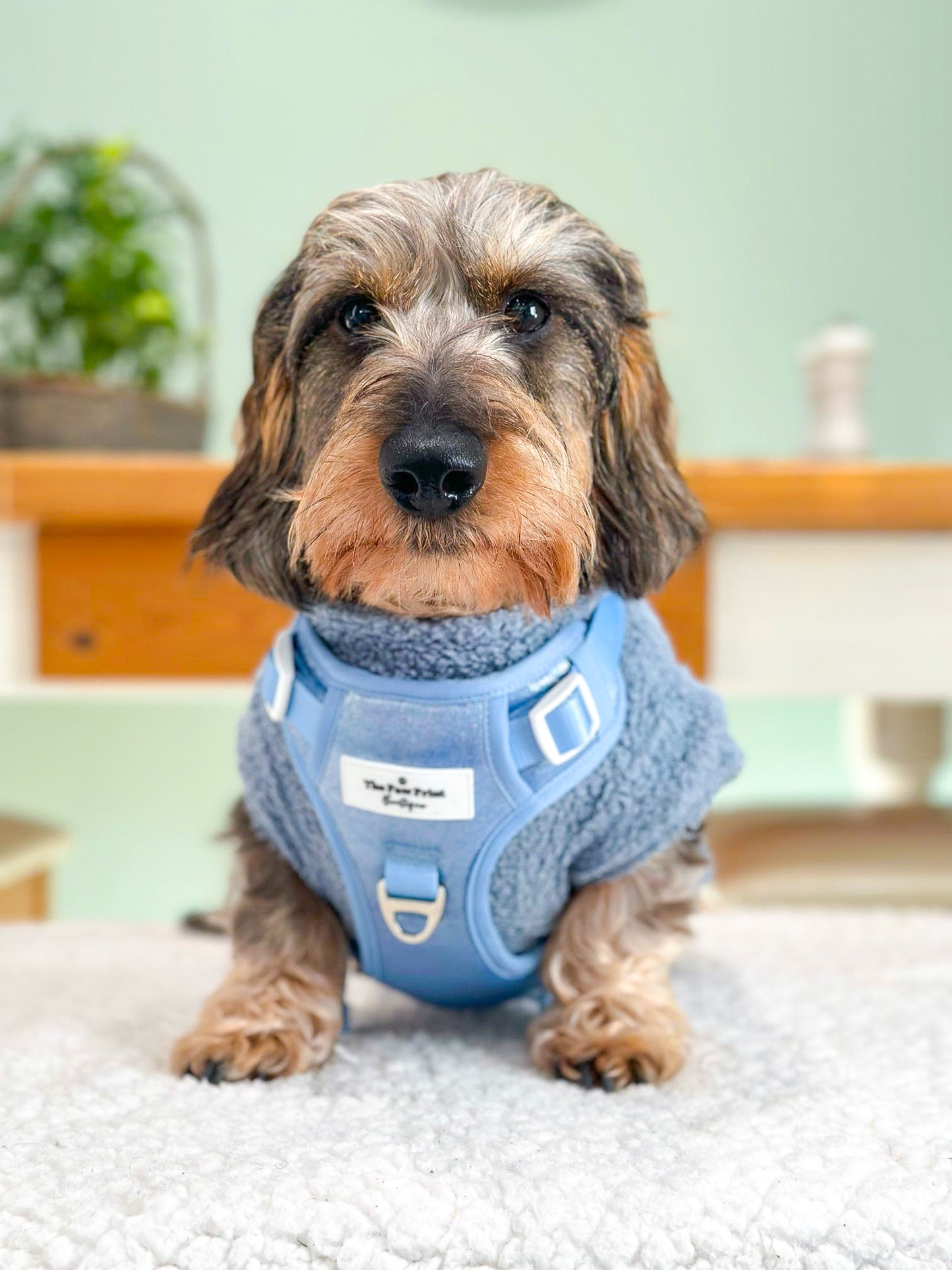 The Ocean Blue Adventure Paws Harness