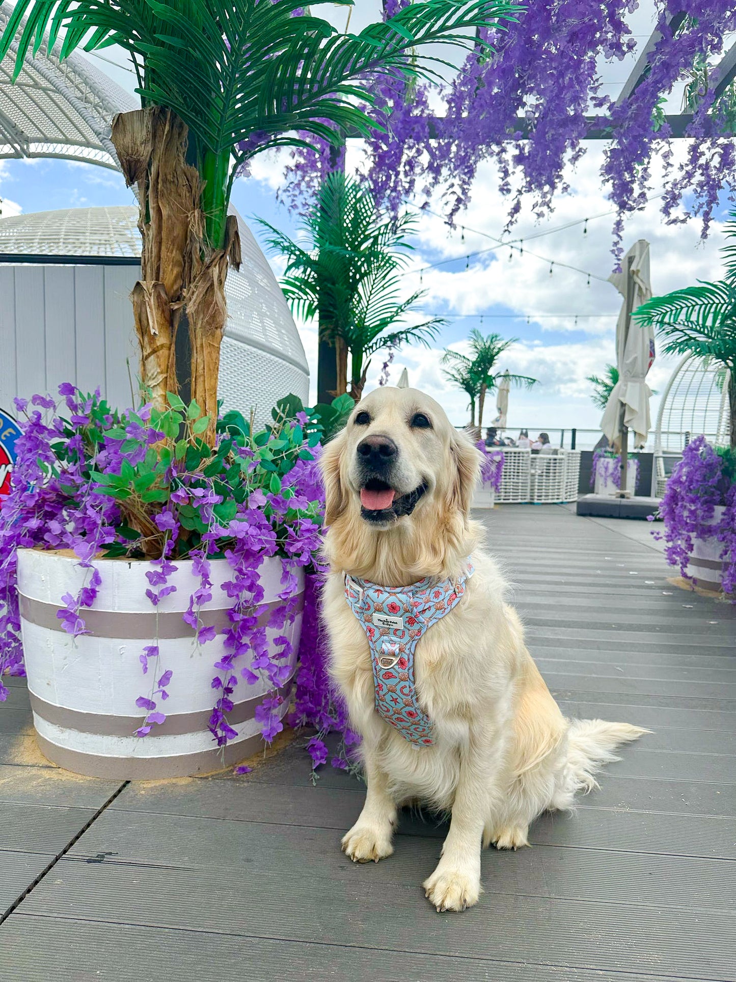 She sells Seashells by the YEEHAW Adventure Paws Harness