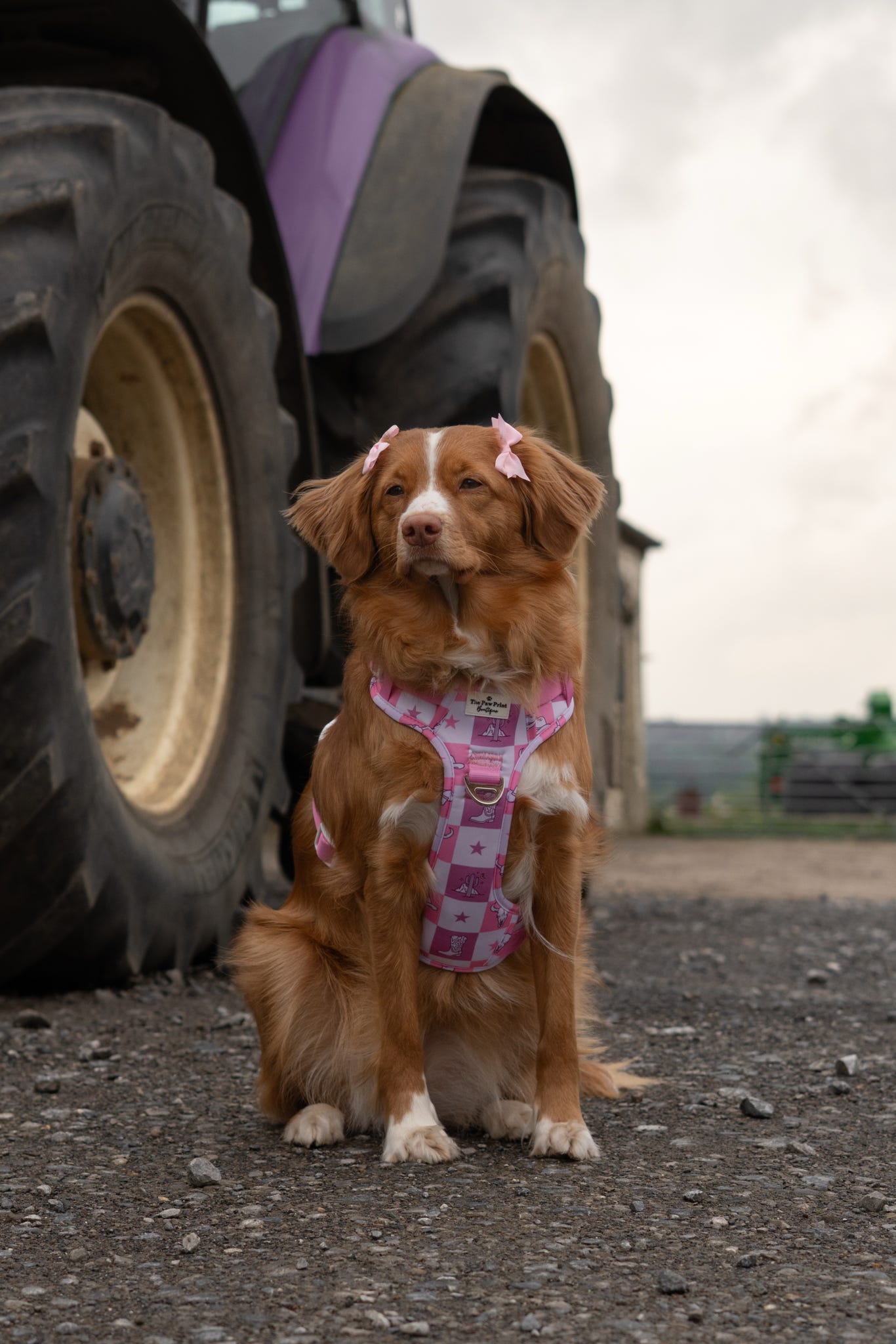 Cowgirl Cutie Adventure Paws Harness