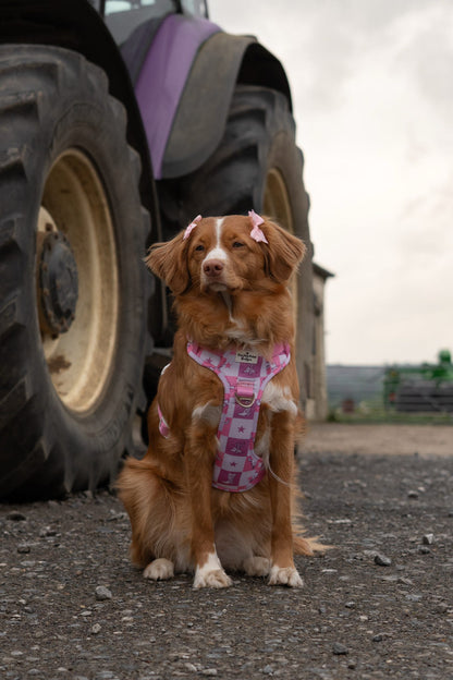Cowgirl Cutie Adventure Paws Harness