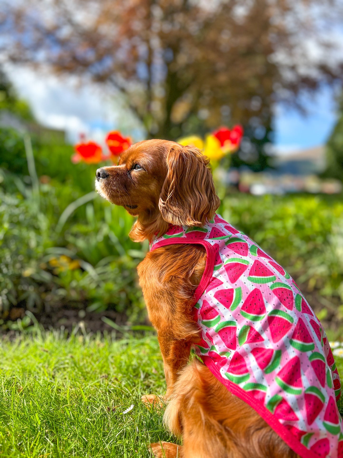 Watermelon Sugar Cooling Vest
