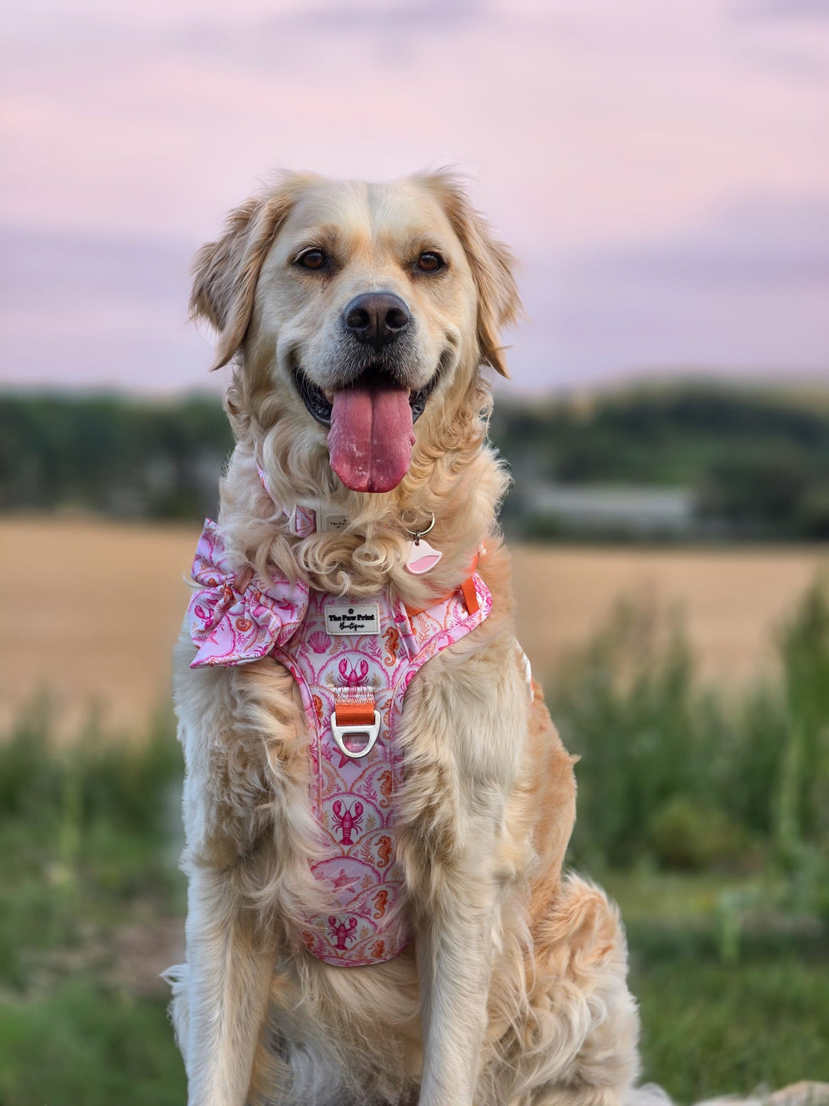 Under the Sea Adventure Paws Harness