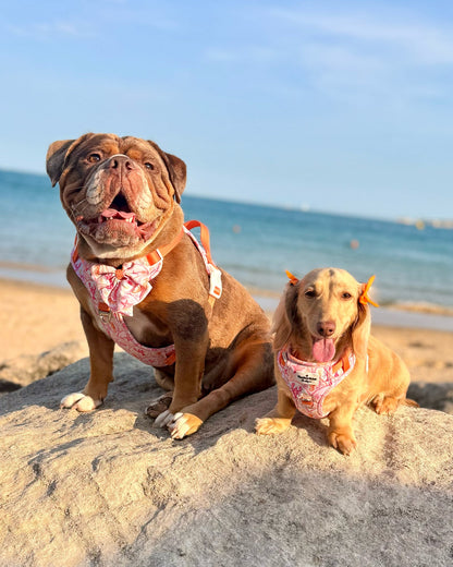 Under the Sea Adventure Paws Harness