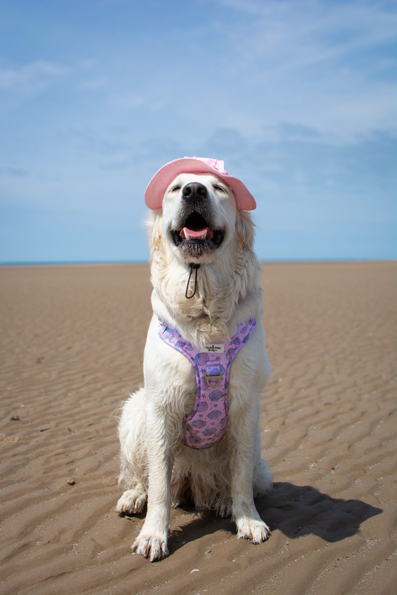 Mermaids Tails Adventure Paws Harness