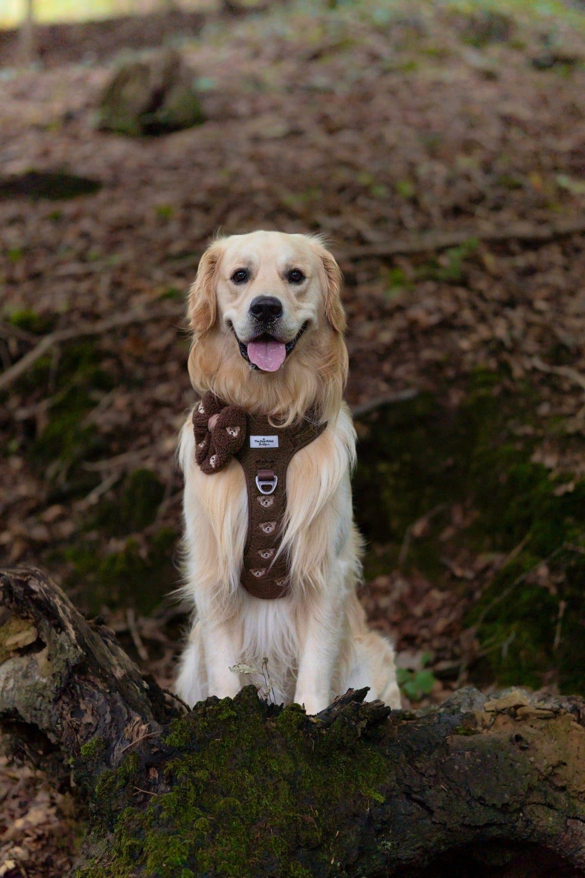 The Embroidered Little Bear Cub Adventure Paws Harness