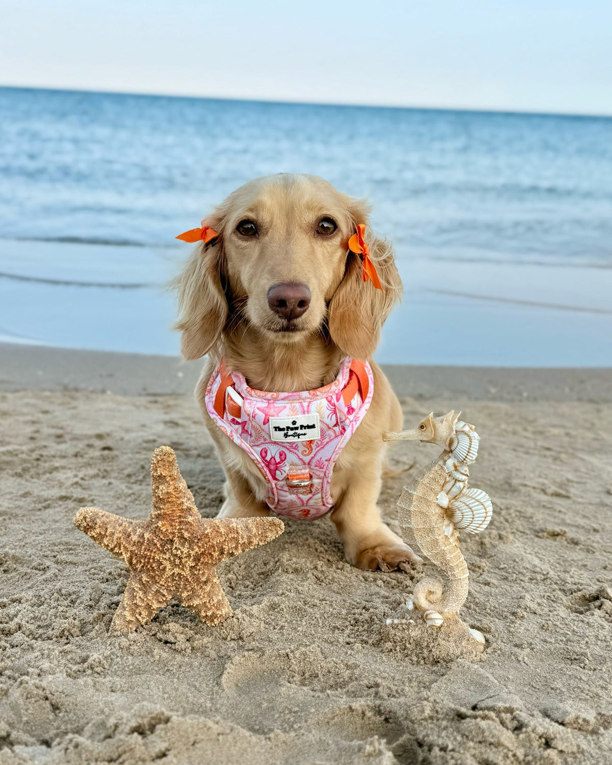 Under the Sea Adventure Paws Harness