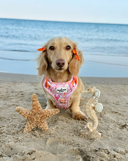 Under the Sea Adventure Paws Harness