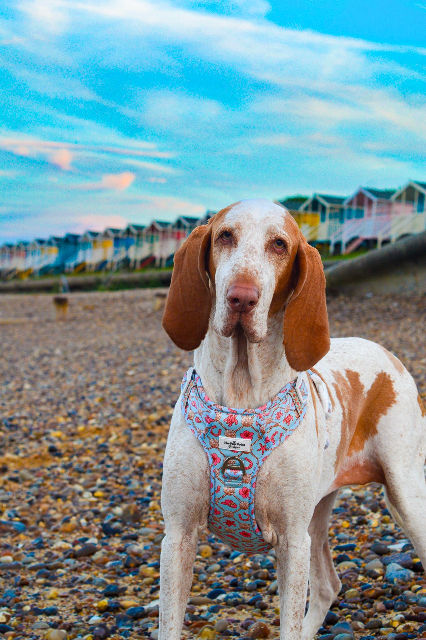 She sells Seashells by the YEEHAW Adventure Paws Harness