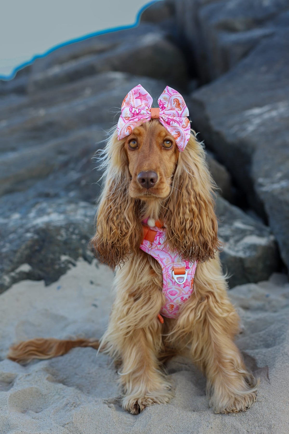 Under the Sea Adventure Paws Harness