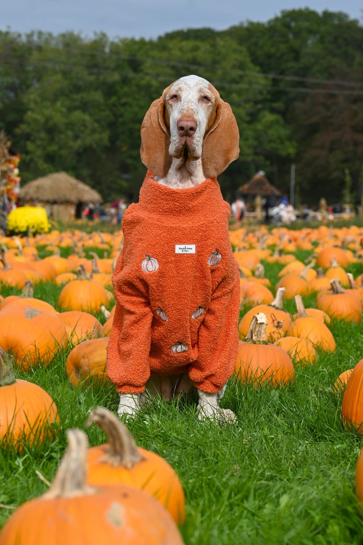 The Embroidered Pumpkins Teddy Fleece