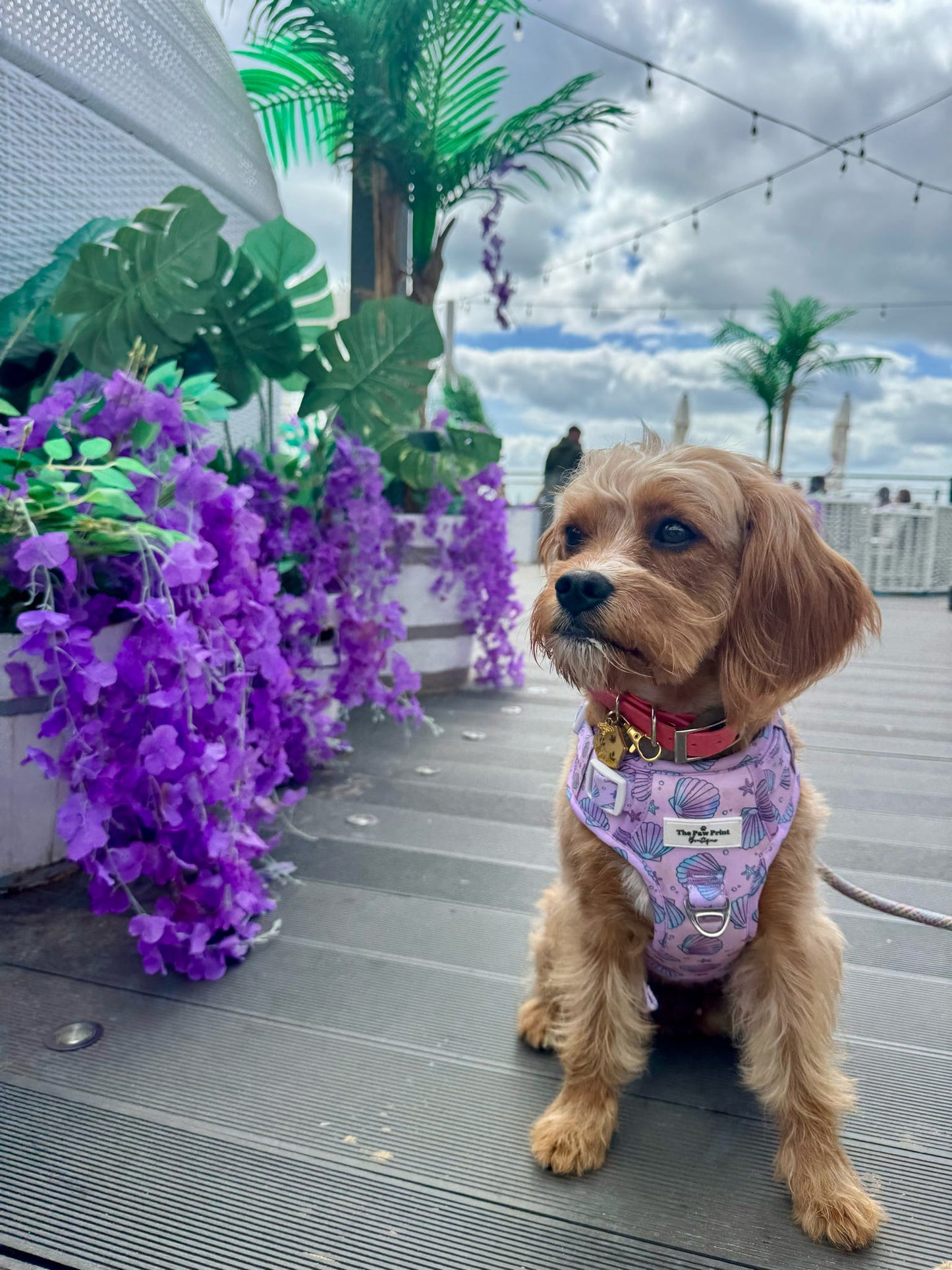Mermaids Tails Adventure Paws Harness