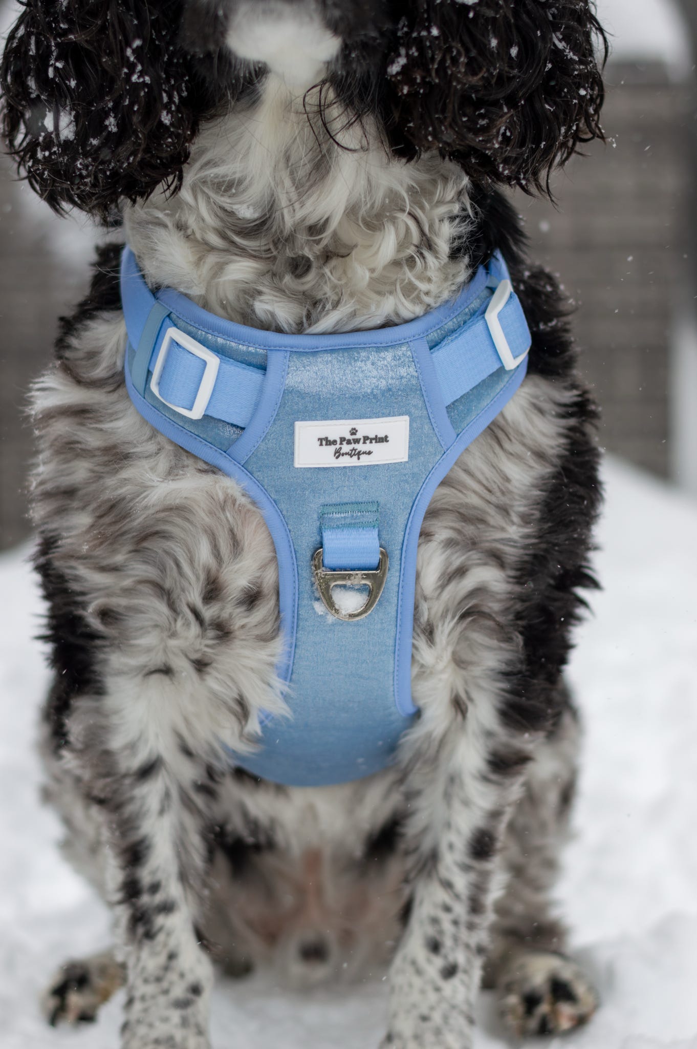 The Ocean Blue Adventure Paws Harness