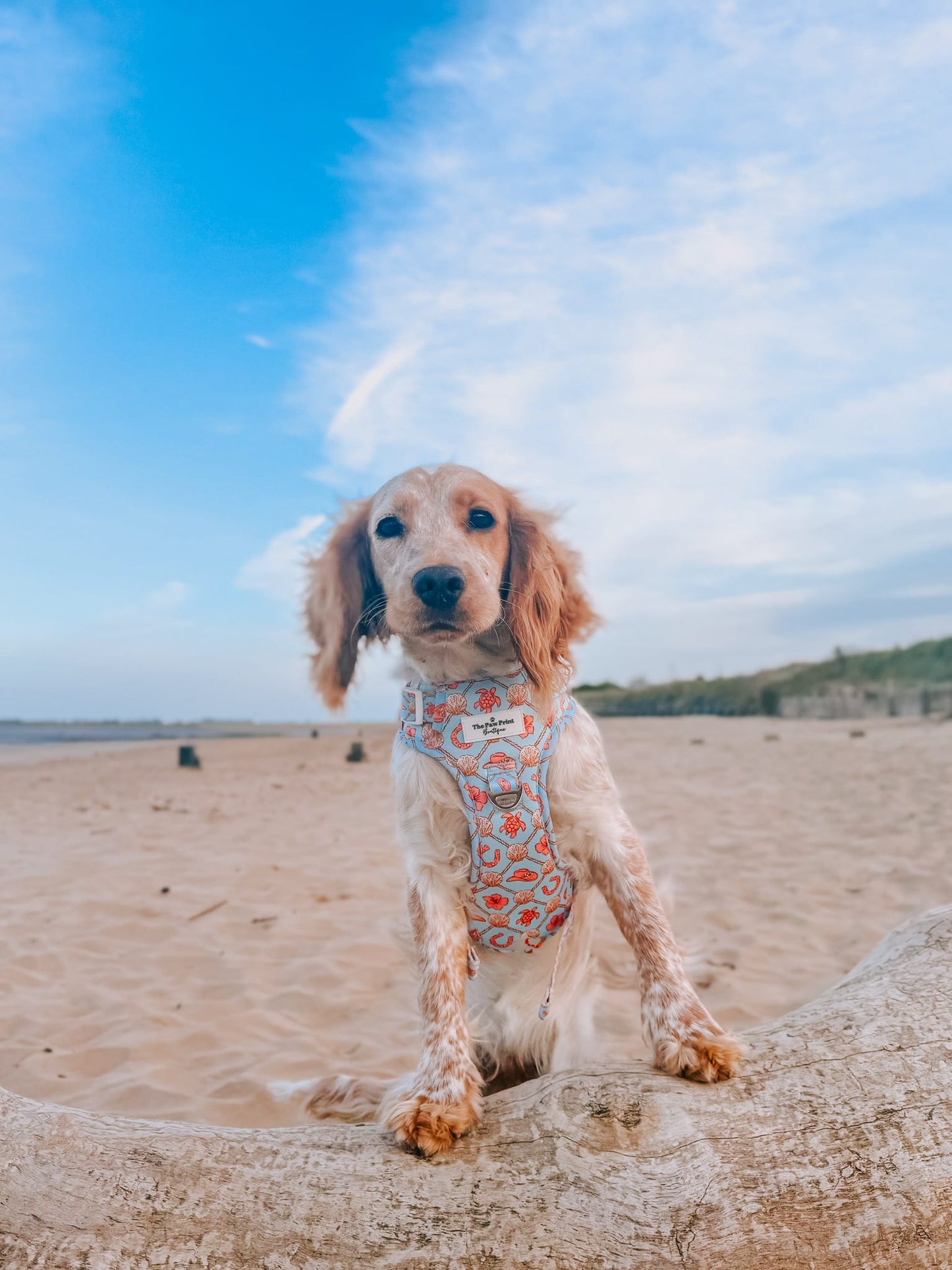 She sells Seashells by the YEEHAW Adventure Paws Harness