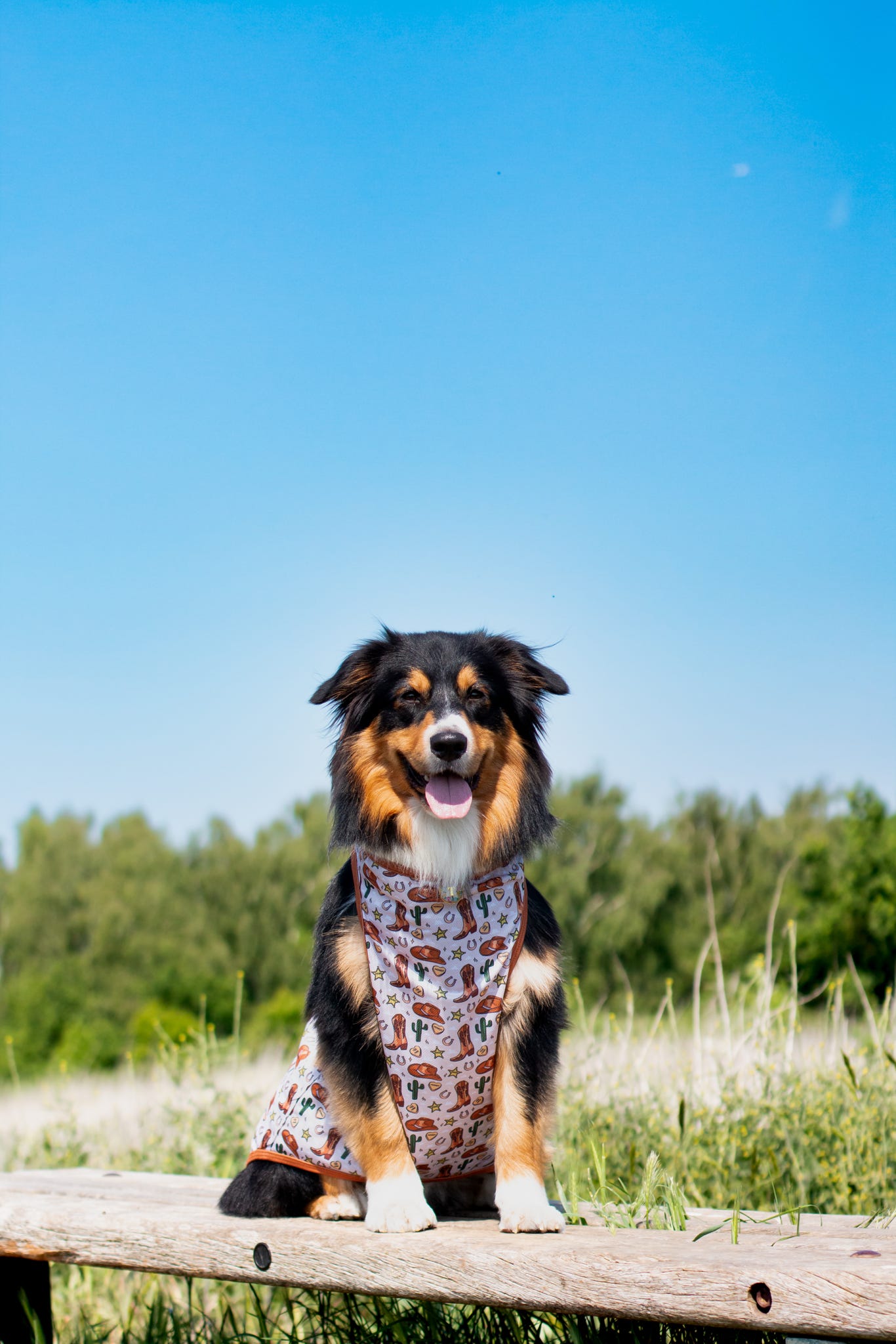 The Howdy Pawtner Cooling Vest