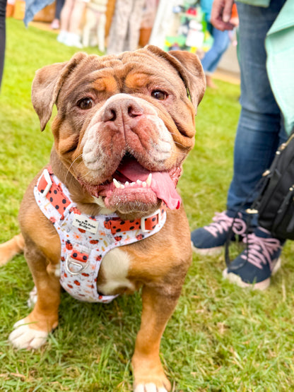 Ladybird Lane Adventure Paws Harness
