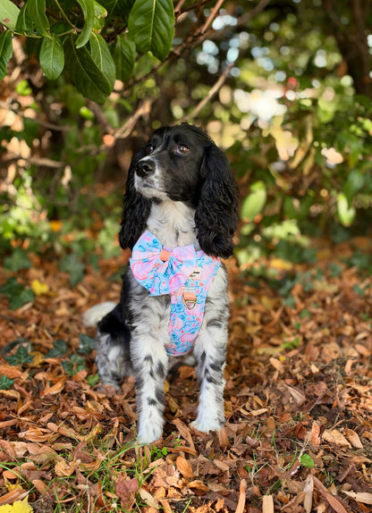 Pablo’s Pumpkins Adventure Paws Harness