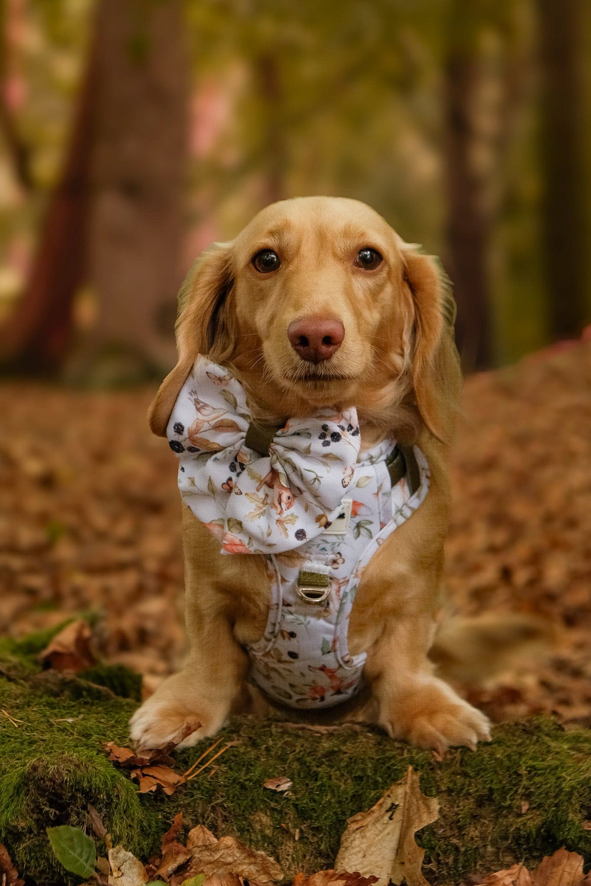 Whimsical Wildlife Adventure Paws Harness