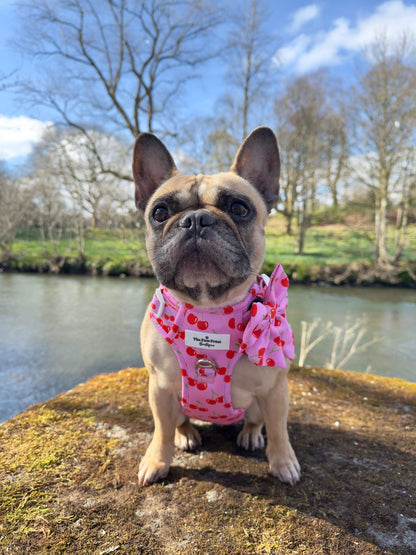 Cherry on Top Adventure Paws Harness