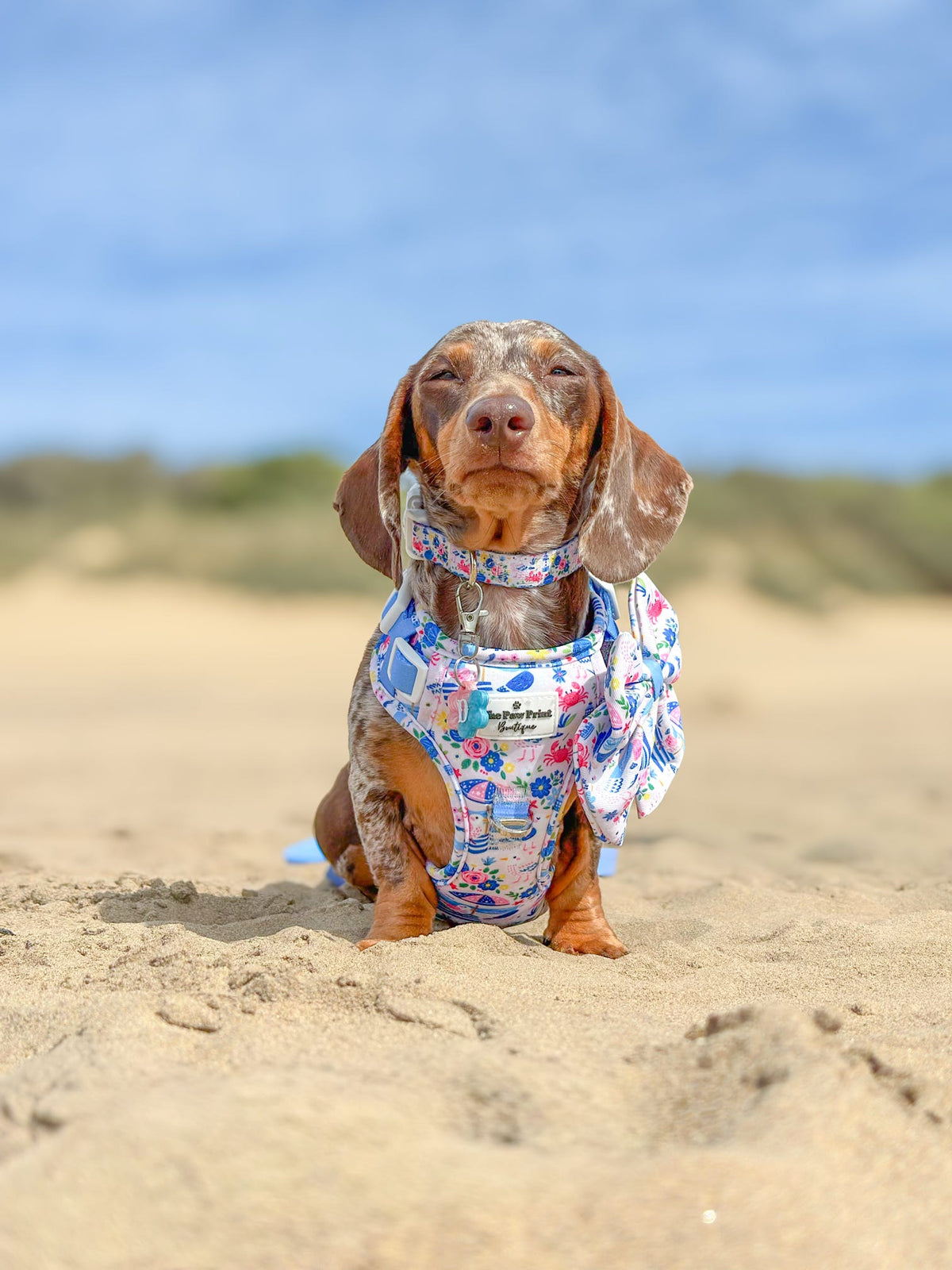 Santorini Seagulls Adventure Paws Harness