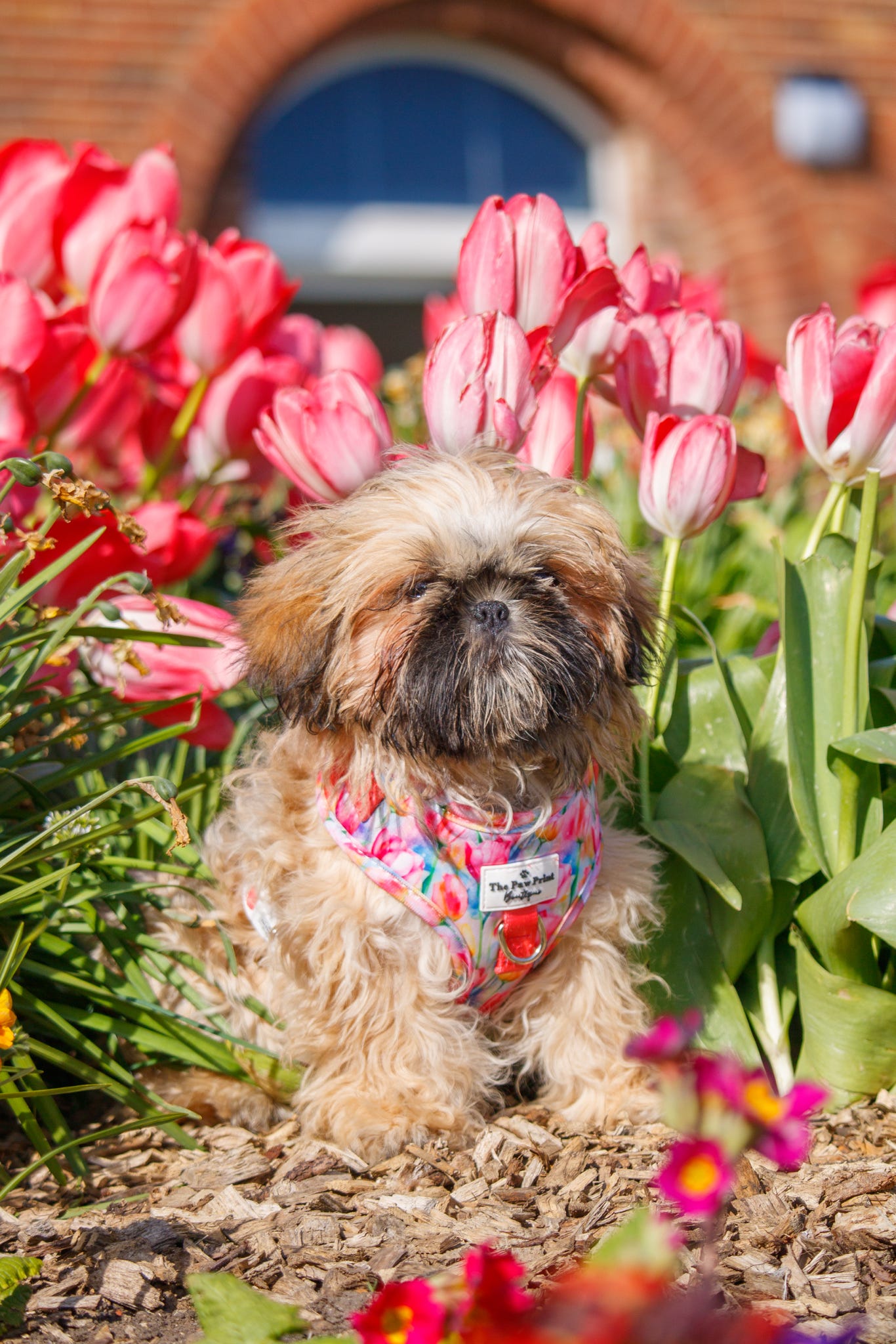 The Tulip Field Adjustable Harness