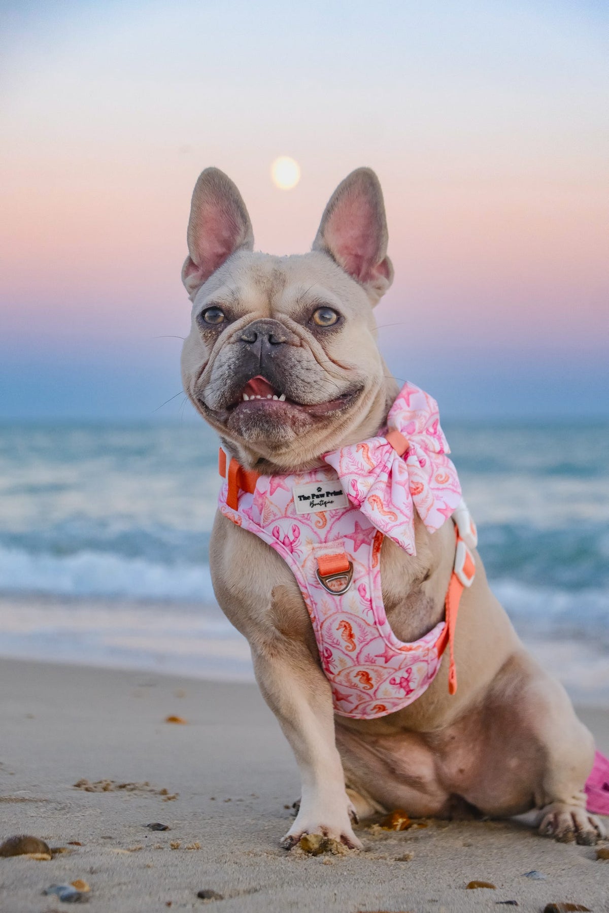 Under the Sea Adventure Paws Harness