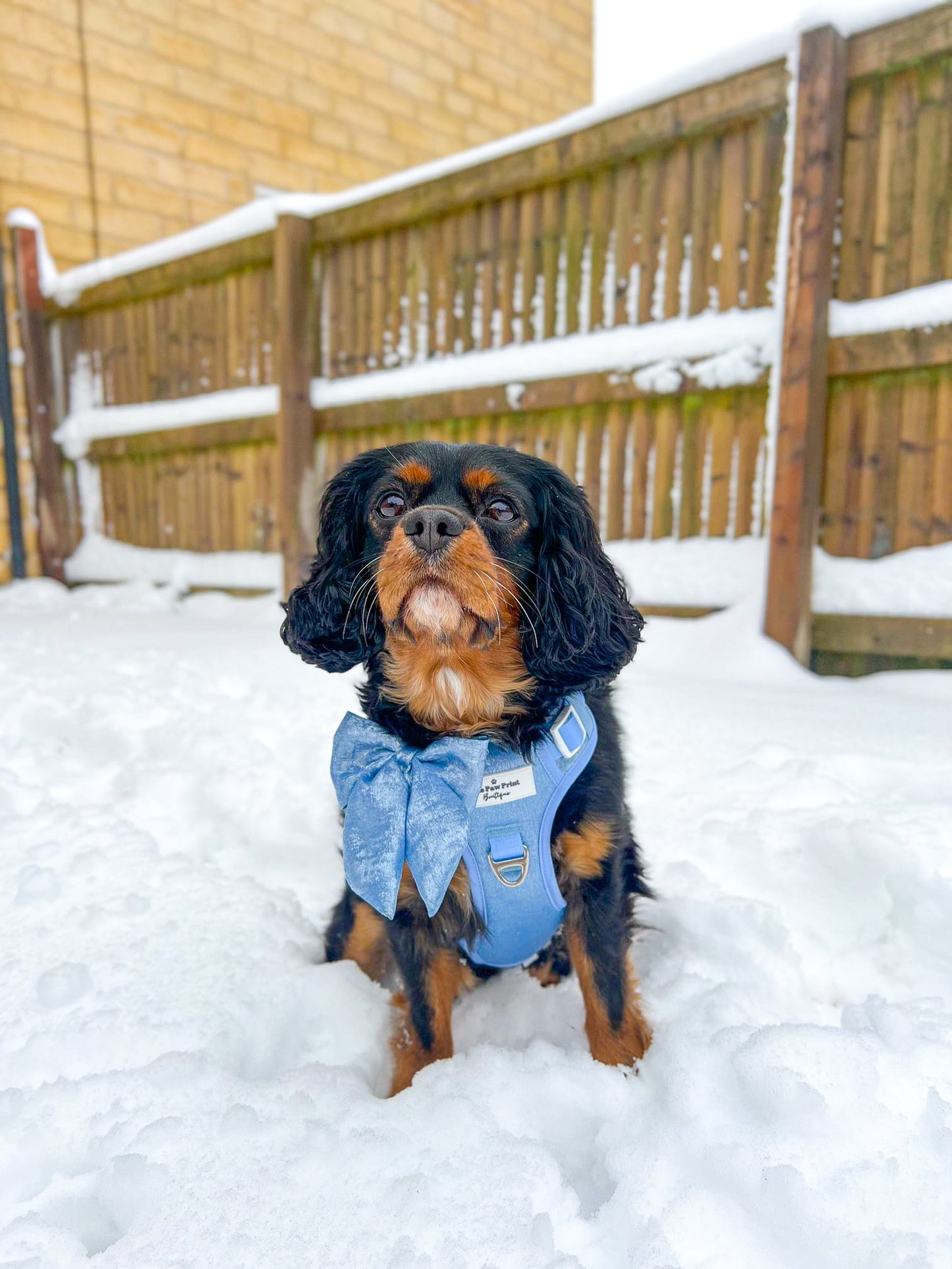 The Ocean Blue Adventure Paws Harness