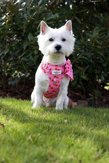 Cherry on Top Adventure Paws Harness