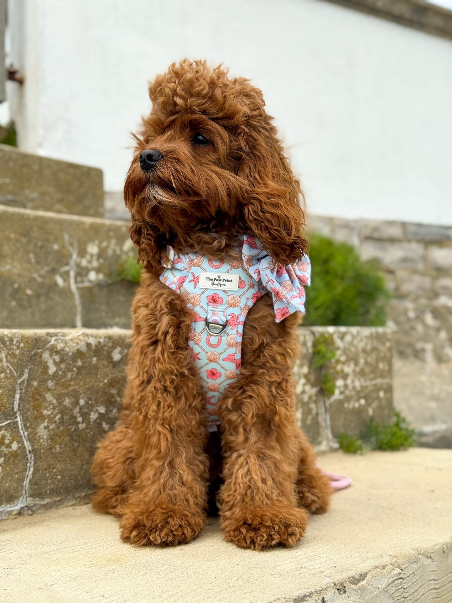 She sells Seashells by the YEEHAW Adventure Paws Harness