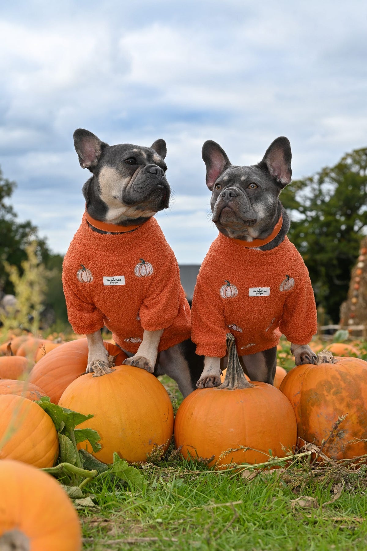 The Embroidered Pumpkins Teddy Fleece