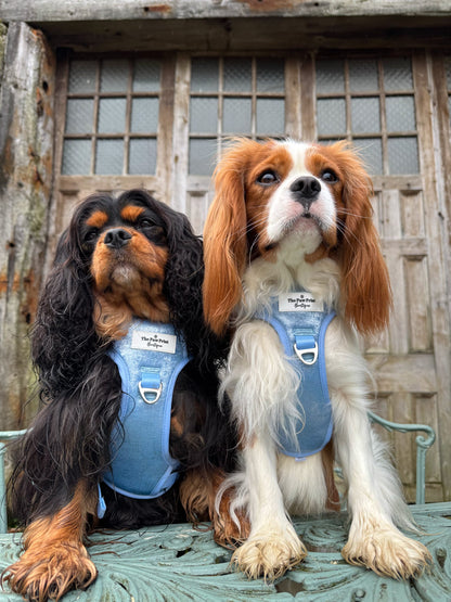 The Ocean Blue Adventure Paws Harness