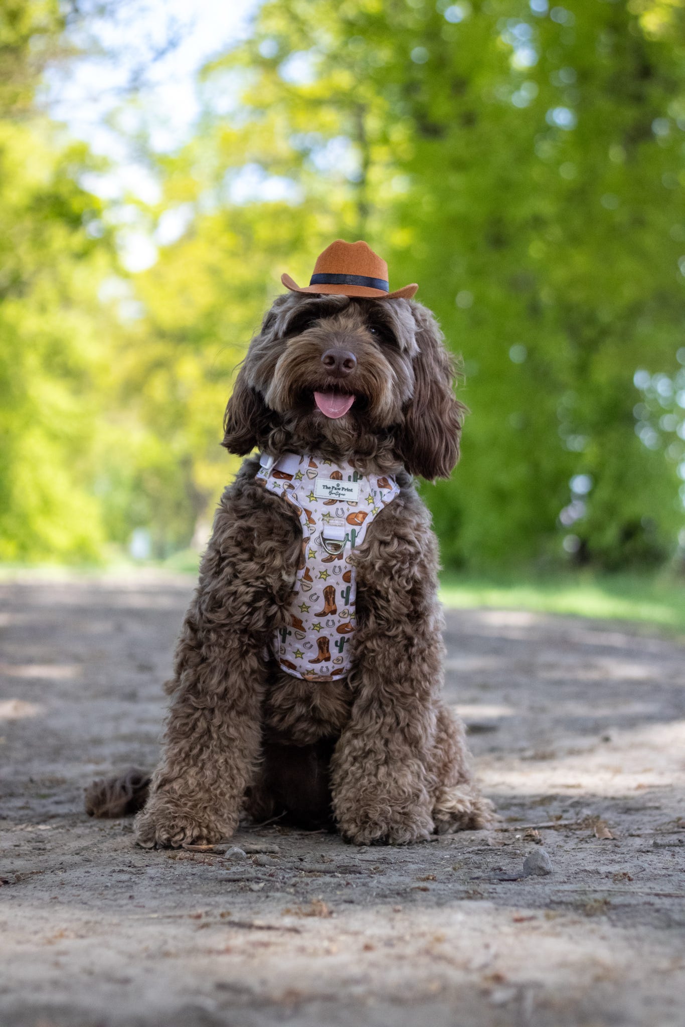 Howdy Pawtner Adventure Paws Harness