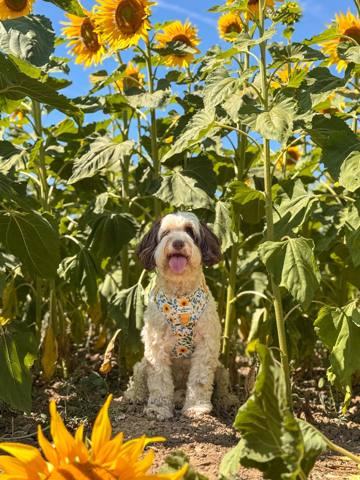Sunny Sunflowers Adjustable Harness