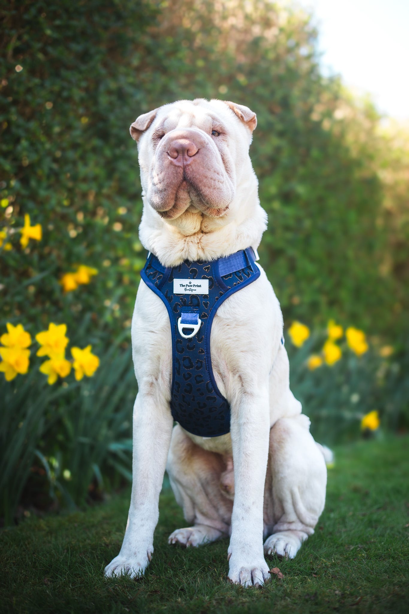 The Luxe Leopard (Navy) Adventure Paws Harness