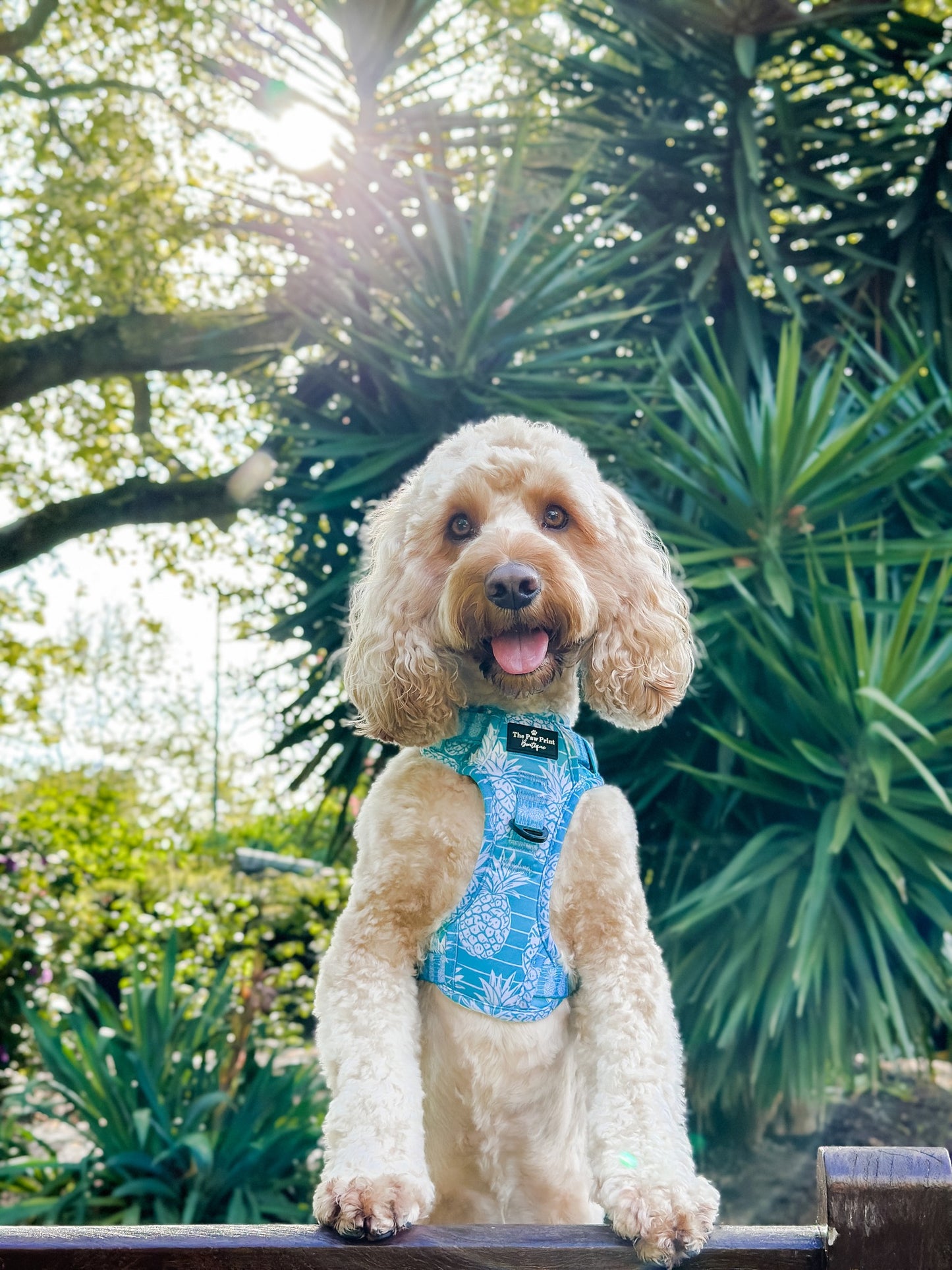 The Pineapple Pawty Adventure Paws Harness