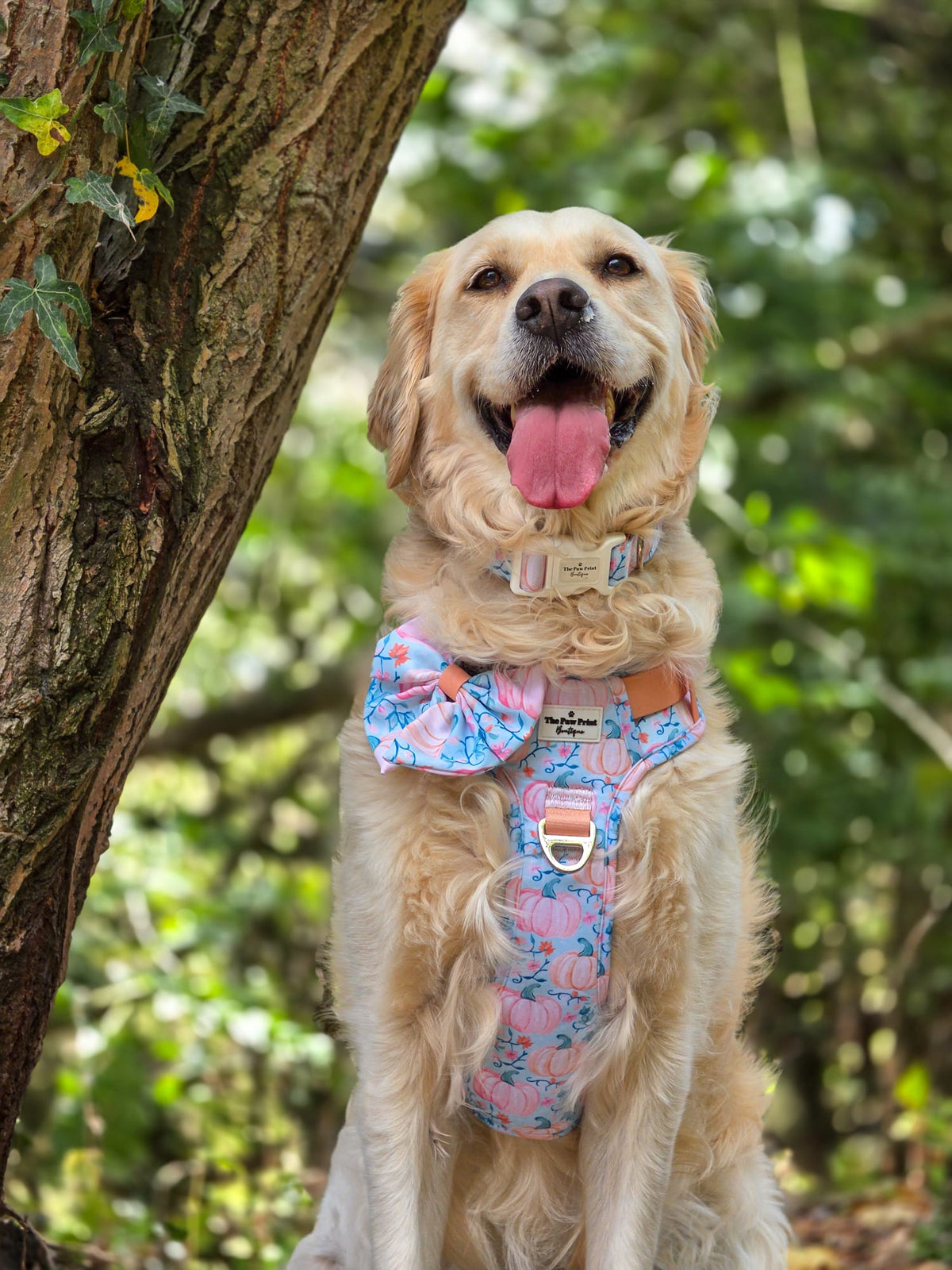 Pablo’s Pumpkins Adventure Paws Harness