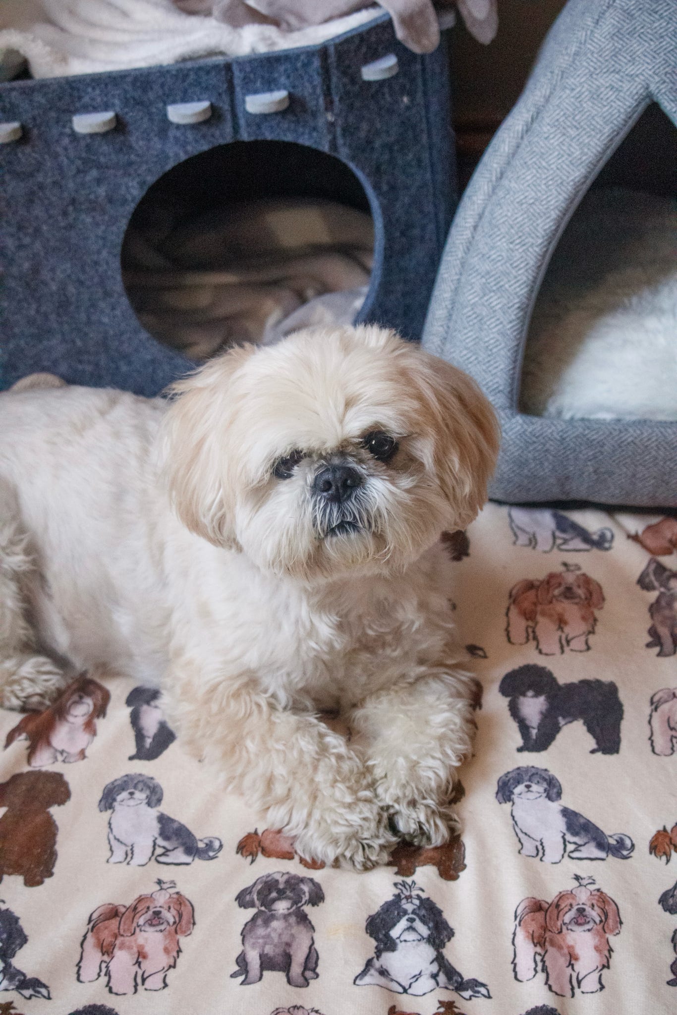 Shih Tzu Dog Blanket