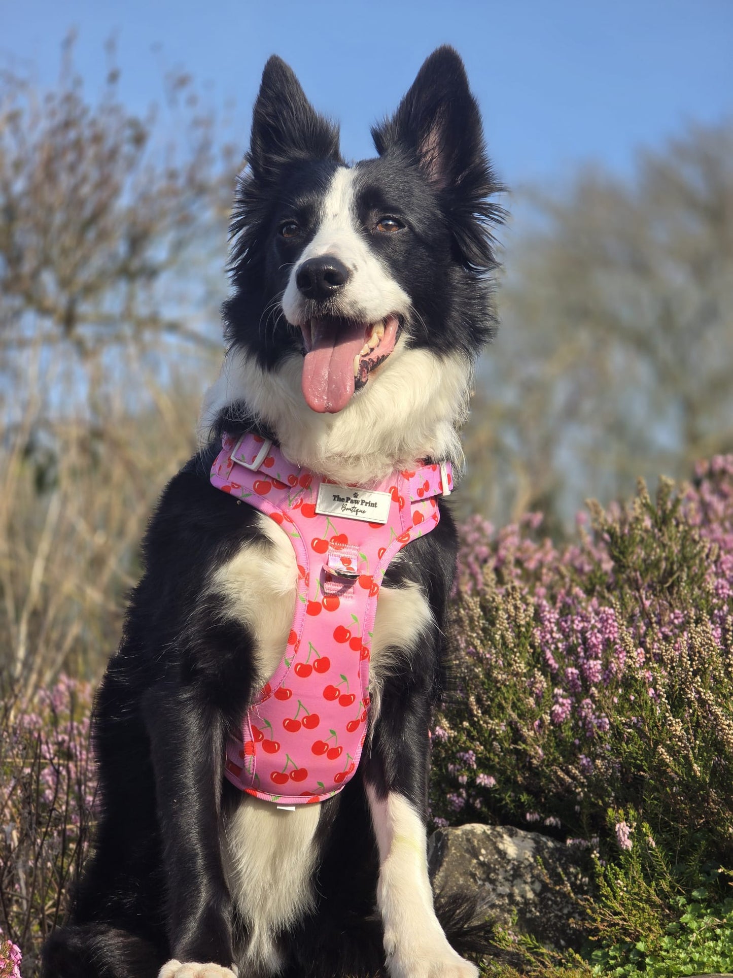 Cherry on Top Adventure Paws Harness