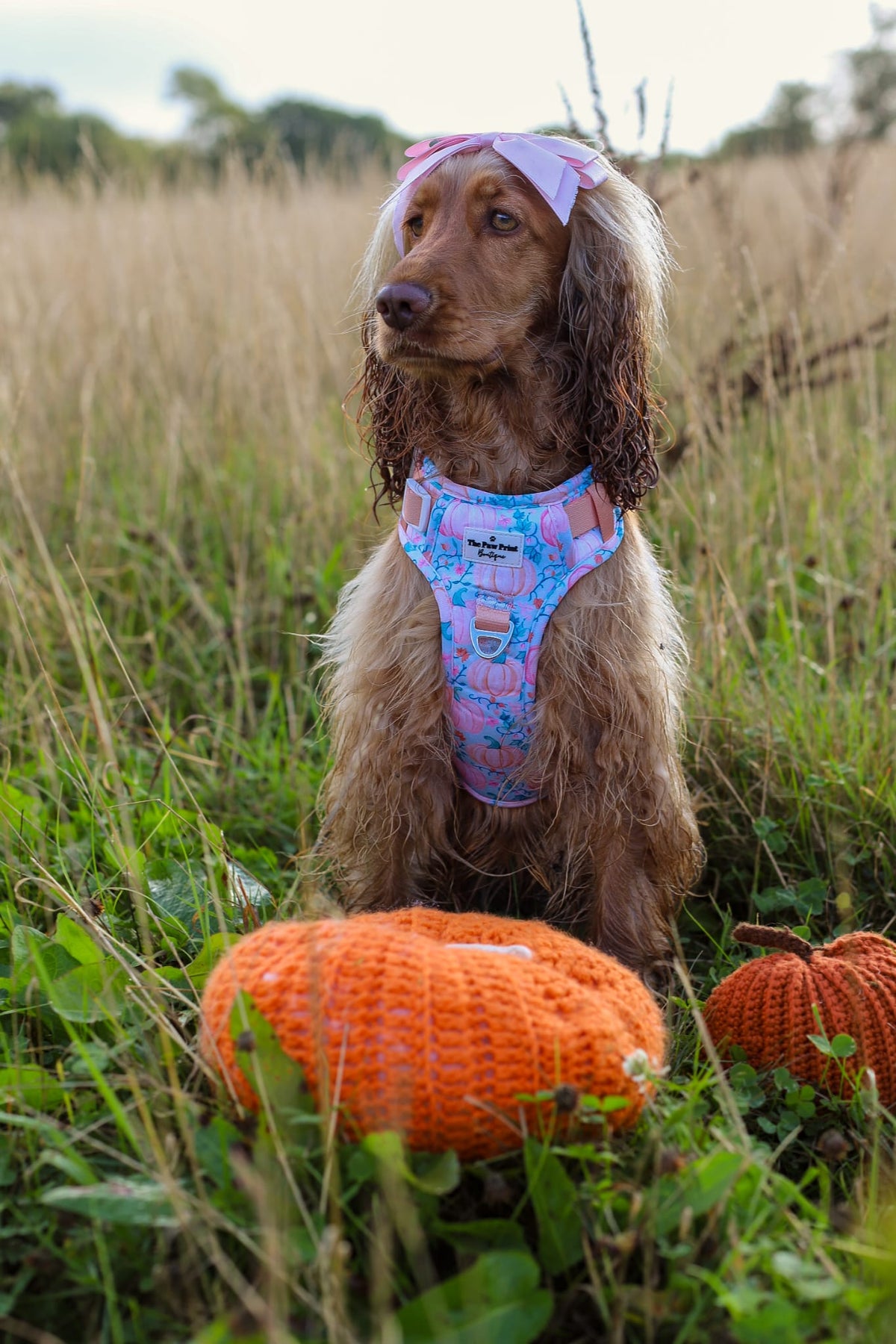 Pablo’s Pumpkins Adventure Paws Harness