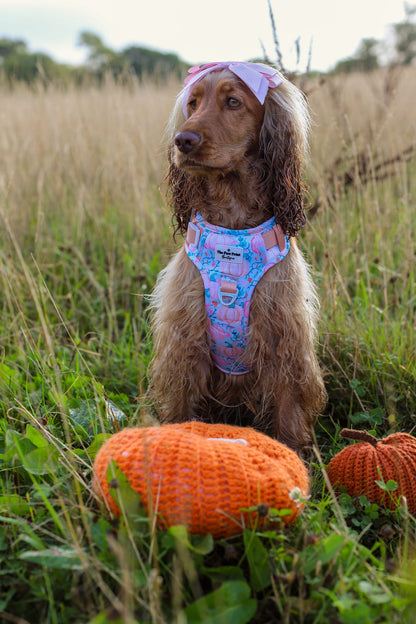 Pablo’s Pumpkins Adventure Paws Harness
