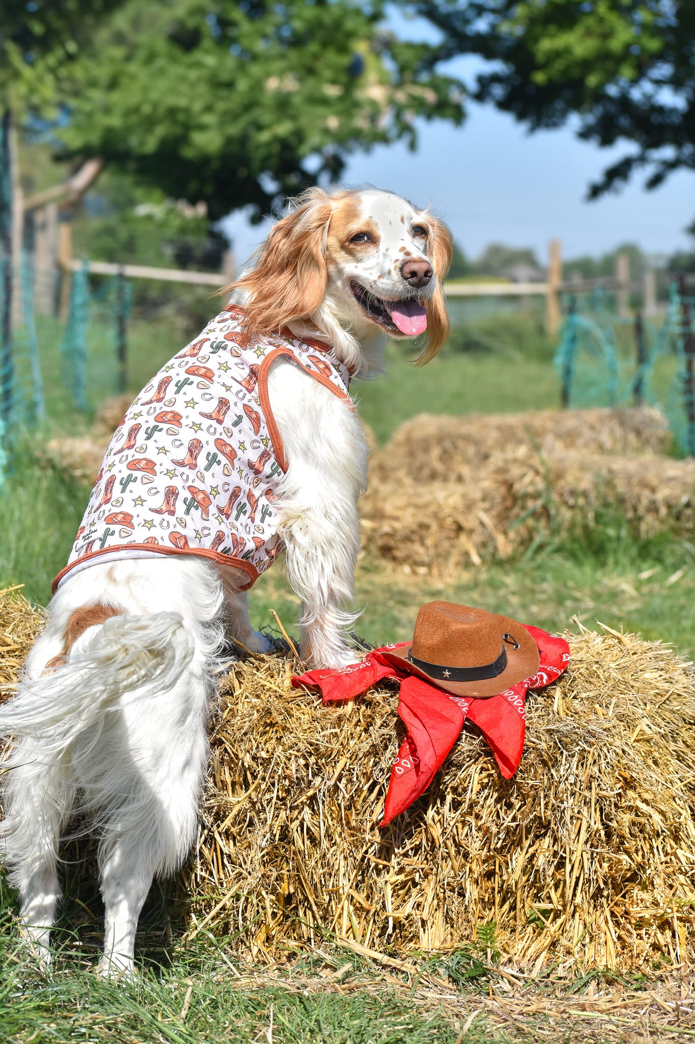 The Howdy Pawtner Cooling Vest