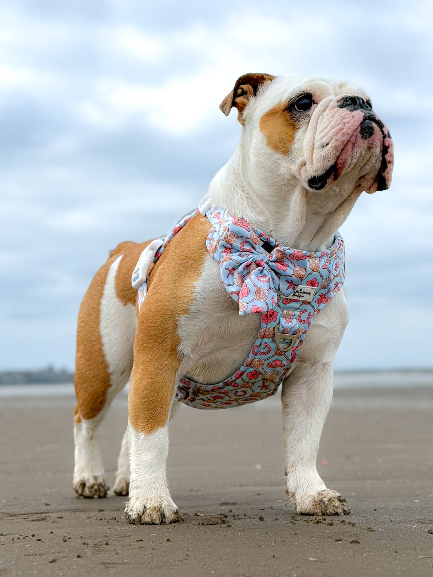 She sells Seashells by the YEEHAW Adventure Paws Harness