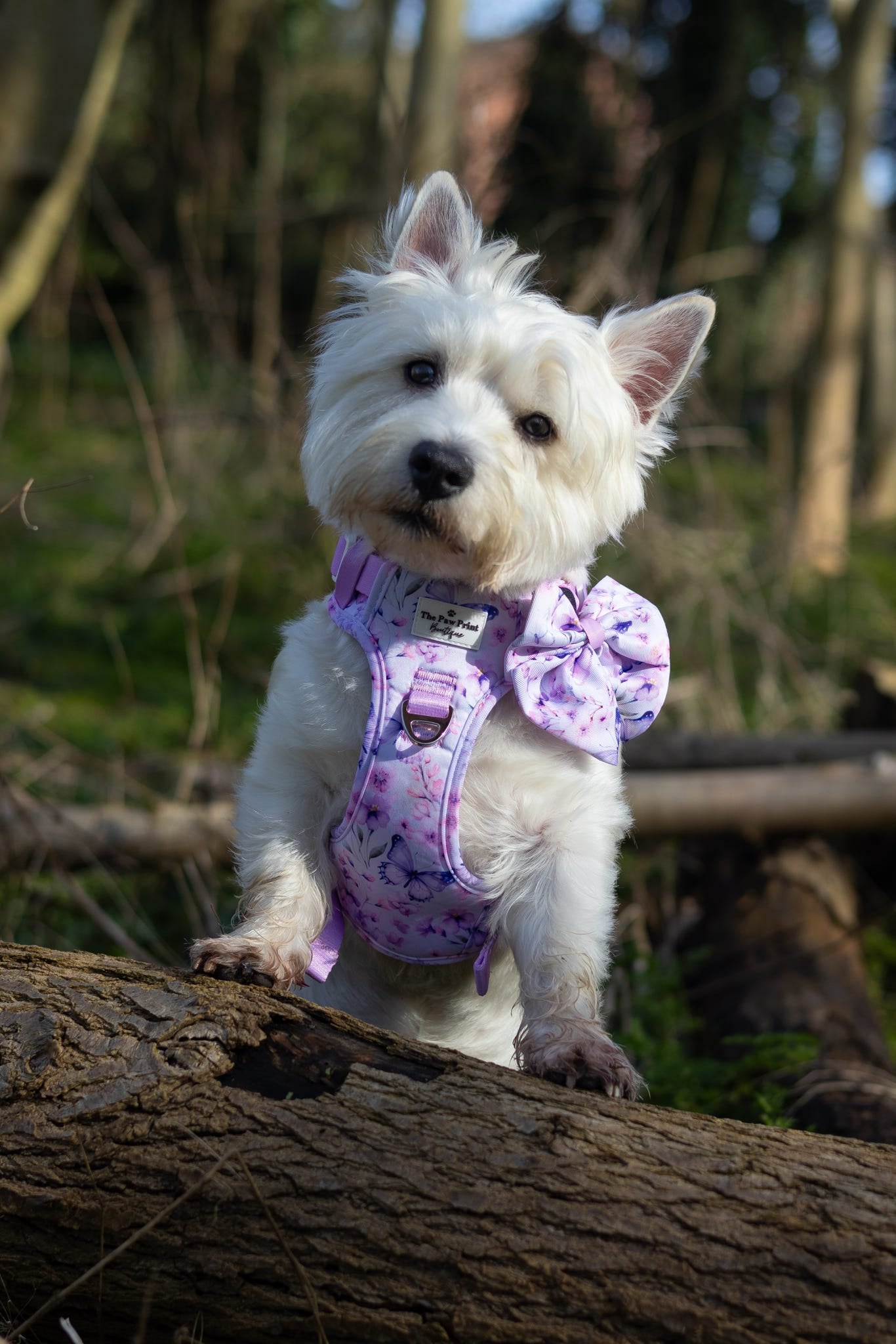 Butterfly Bliss Bow Tie