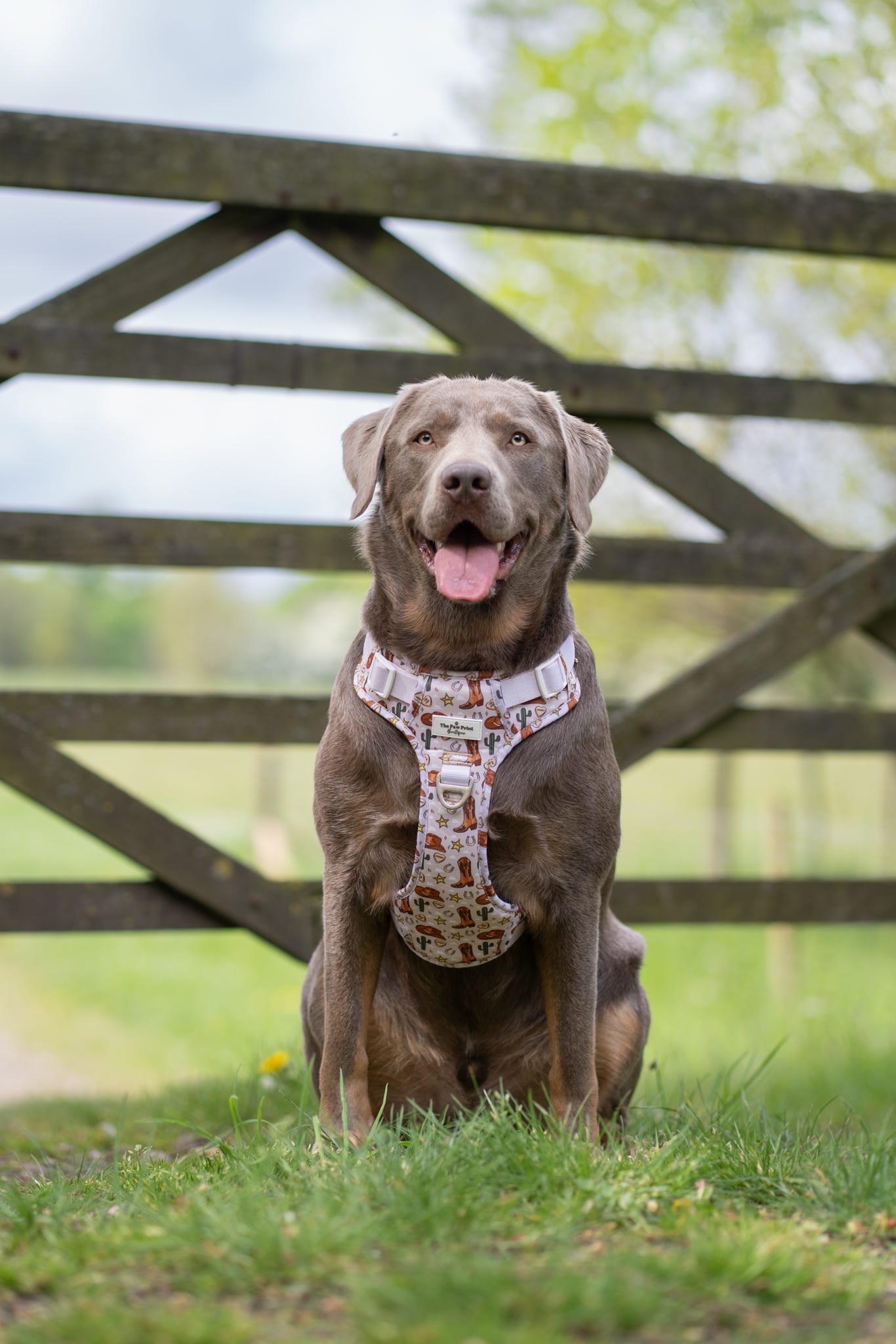 Howdy Pawtner Adventure Paws Harness